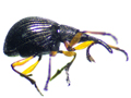 Protapion trifolii